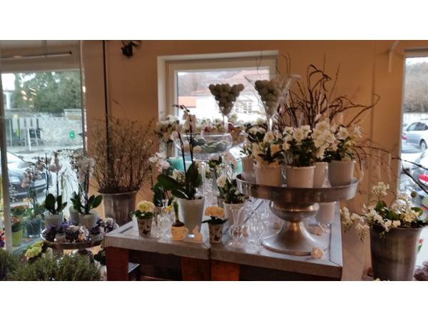 Bild 8 von Blumen Schonsky