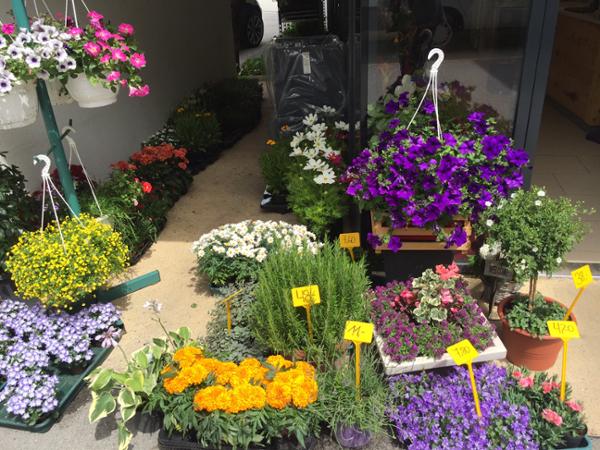 Bild 2 von Blumenecke Patricia