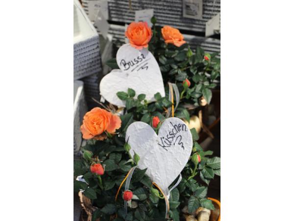 Bild 39 von Gartenbau-Blumen Helmut Friedl