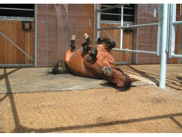 Bild 2 von Pro Equus - Reitplatz, Paddock & Stallbedarf
