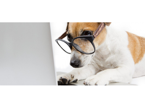 Bild 1 von Adwords Agentur Wien - Maluma-Webdesign.at