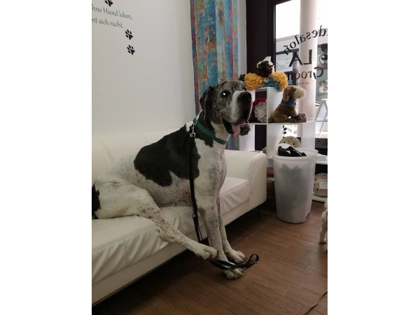 Bild 3 von Hundesalon LA-Groom Inh. Alexandra Schwarzgruber