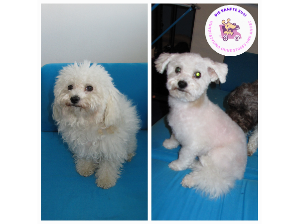 Bild 4 von Die sanfte Susi - deine mobile Hundefriseurin