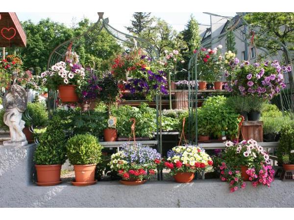 Bild 4 von Blumen Radl