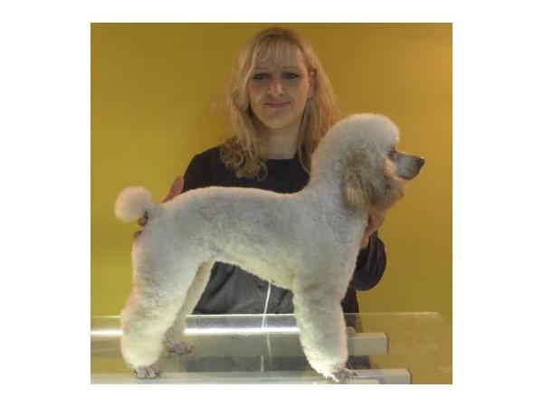 Bild 1 von Hundesalon Happy Dog