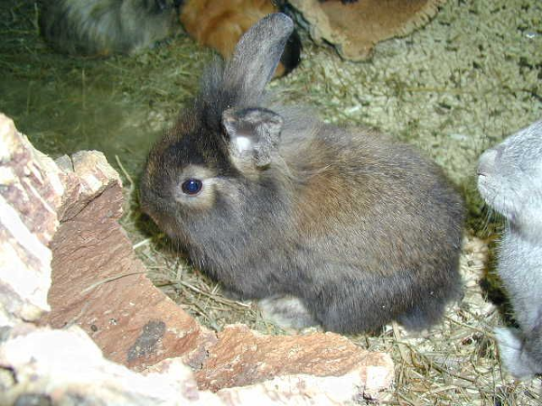 Bild 8 von Vogelfarm Tobelbad