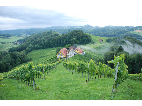 Bild 15 von Weingut - Gästehaus Birnstingl