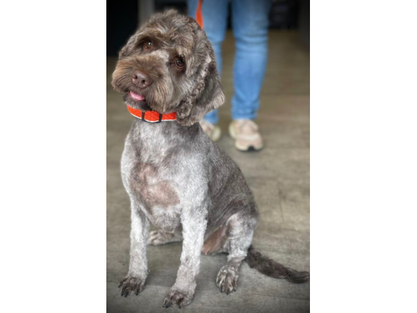 Bild 2 von MamaWau Hundefriseur-Hundesalon-Erinnerungsschmuck