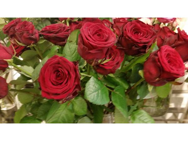 Bild 13 von Blumen Schonsky
