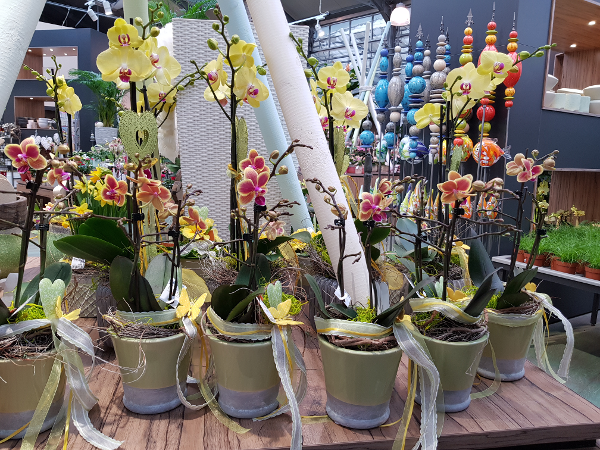 Bild 96 von Gartenbau-Blumen Helmut Friedl