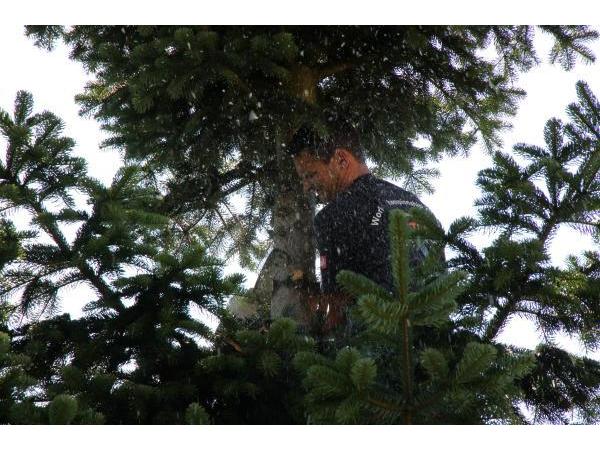 Bild 7 von Egger Patrick Baumpflege