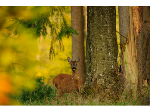 Bild 3 von Wildacker.at