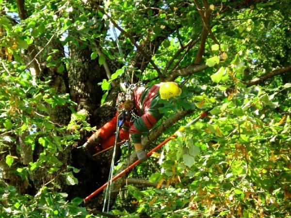 Bild 3 von Vorarlberger Baumdienst Bartle Egender