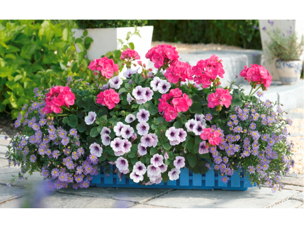 Bild 114 von Gartenbau-Blumen Helmut Friedl