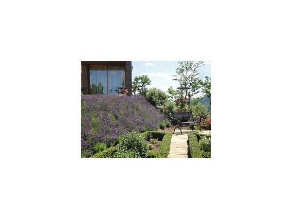 Bild 4 von Kaschowitz-Gartenkonzepte