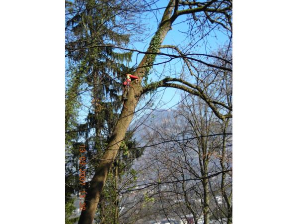 Bild 3 von Sodl Franz Baum- und Gartenservice