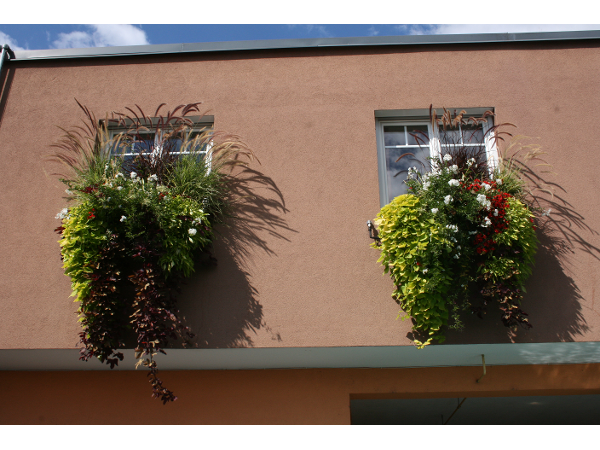 Bild 116 von Gartenbau-Blumen Helmut Friedl