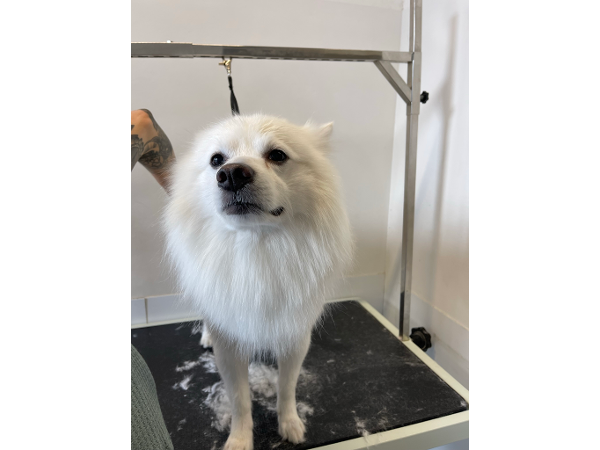 Bild 7 von MamaWau Hundefriseur-Hundesalon-Erinnerungsschmuck
