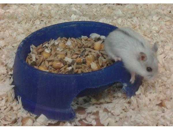 Bild 8 von Birgit's Tierhandlung