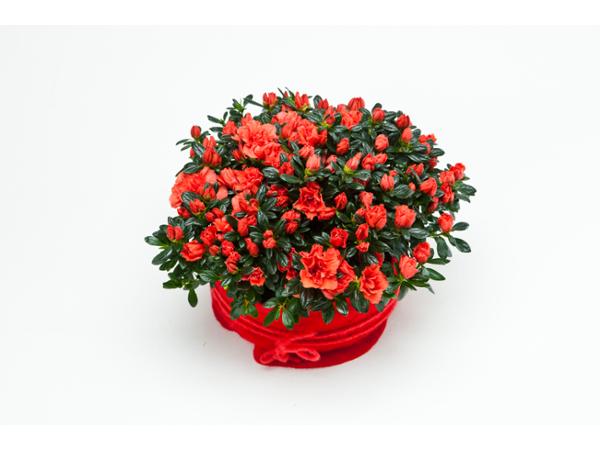 Bild 26 von Blumen Kleissner