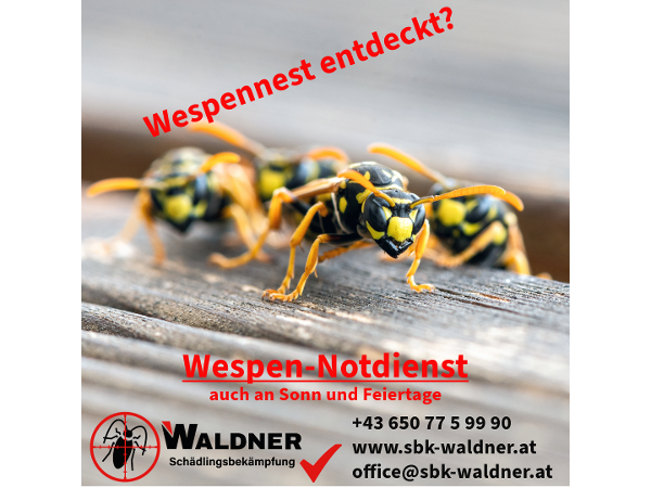 Bild 1 von Schädlingsbekämpfung Waldner