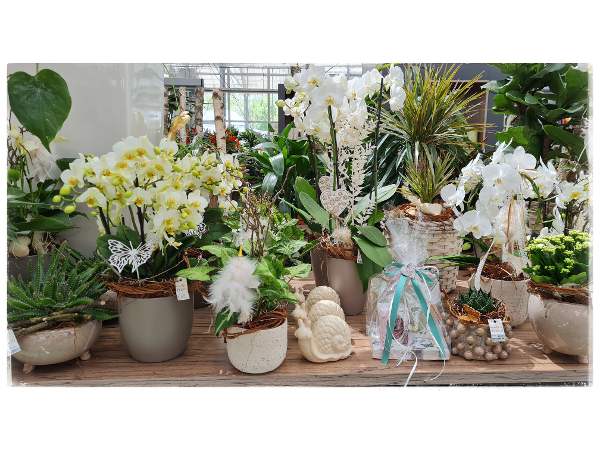 Bild 220 von Gartenbau-Blumen Helmut Friedl