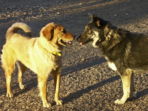Bild 4 von Traumhund - Faires Hundetraining für einen harmonischen Alltag