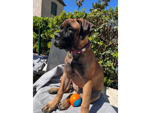 Bild 3 von Luxery Dogs