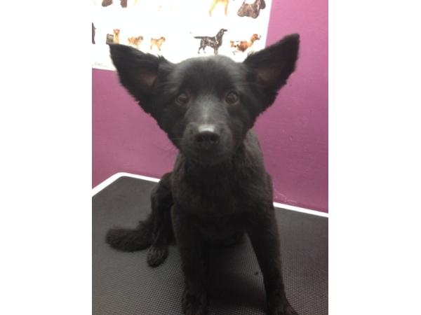 Bild 25 von Hundefriseur Andrea Oppacher in Pinzgau