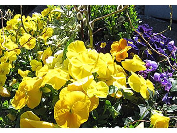 Bild 10 von Blumen Heimo u Stefanie Beinhardt