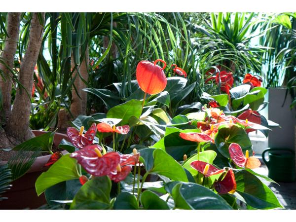 Bild 15 von Gartenbau Kerschdorfer GmbH