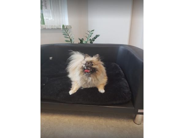 Bild 6 von Ilona's Dogs Lounge Inh. Ilona Brandner