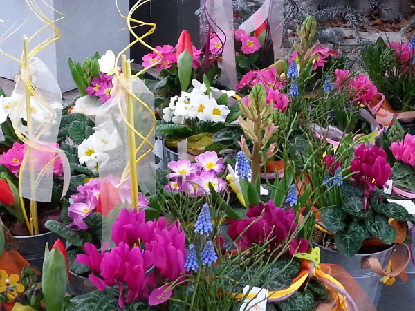 Bild 142 von Gartenbau-Blumen Helmut Friedl