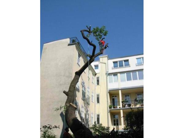 Bild 16 von Ing. Gerold Reischl Gartengestaltung GmbH