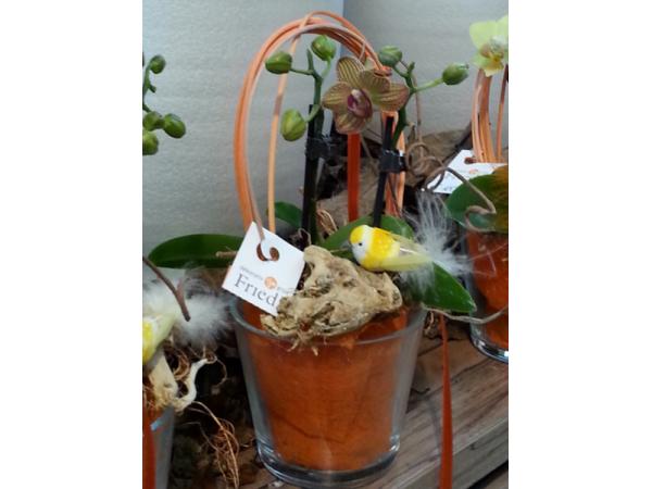 Bild 59 von Gartenbau-Blumen Helmut Friedl