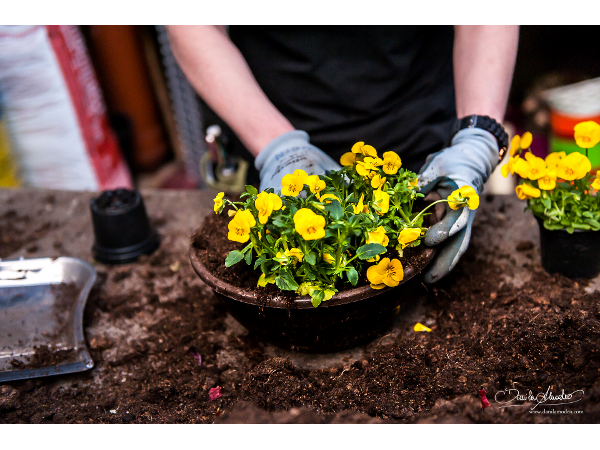 Bild 9 von Blumen Engele - Inh Mario Marbler
