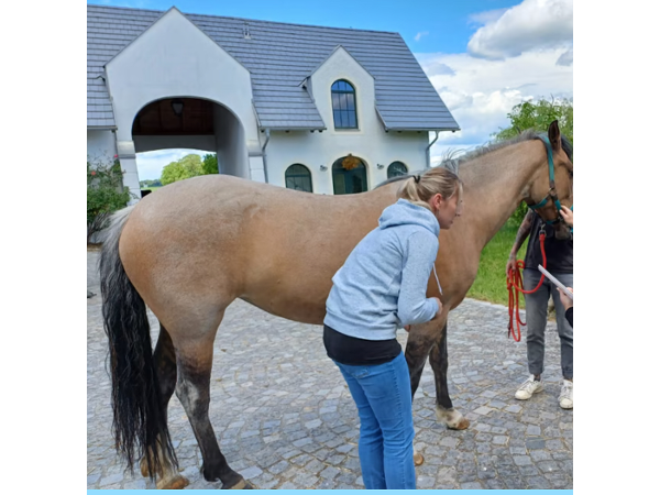 Bild 3 von CaLu - Cornelia Lurger / Human- und Tierenergetik