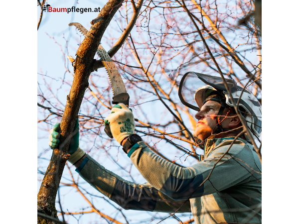 Bild 2 von Baumpflege Mag. Franz Gruber