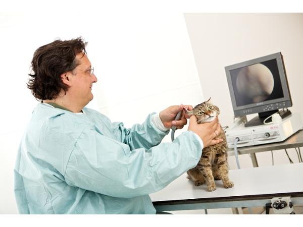 Bild 6 von Moser Tierärzte GmbH - Dr. Volker Moser und Mag. Sabine Moser