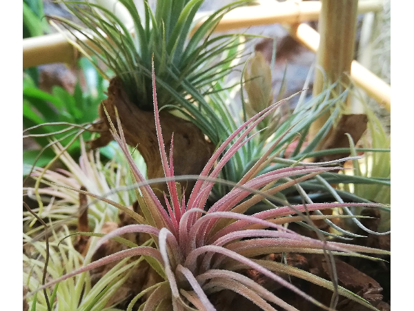 Bild 13 von Zoo Austria - Ihr Profi für Terraristik