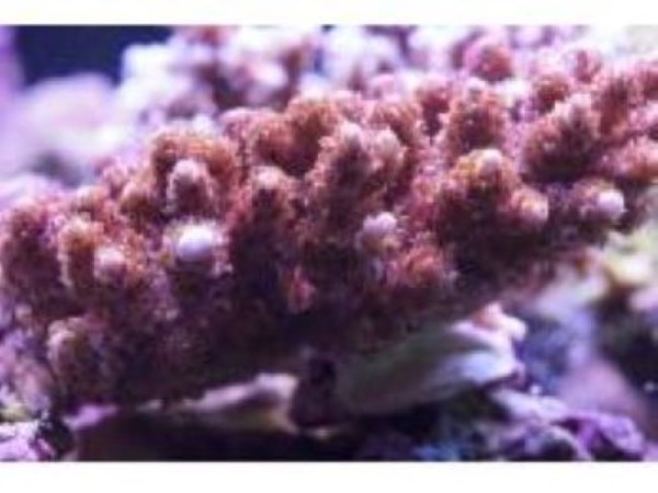 Bild 3 von Riff-Toys e.U. Meeresaquaristik - Korallen - Fische - Aquarien