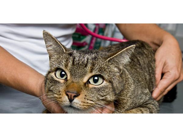 Bild 3 von Tierklinik Gnadenwald