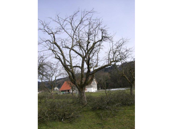 Bild 12 von Garten - Akzente