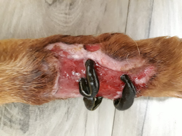 Bild 8 von Ganzheitliche Tierarztpraxis - Mag. med. vet. Christine Pichler