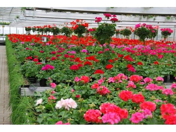 Bild 2 von Blumen und Gärtnerei Riegler GmbH