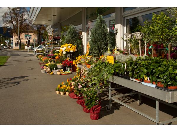 Bild 2 von Blumen Germ GmbH