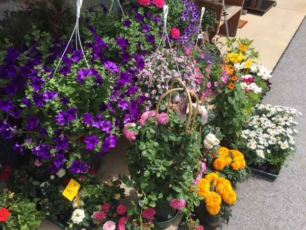 Bild 3 von Blumenecke Patricia
