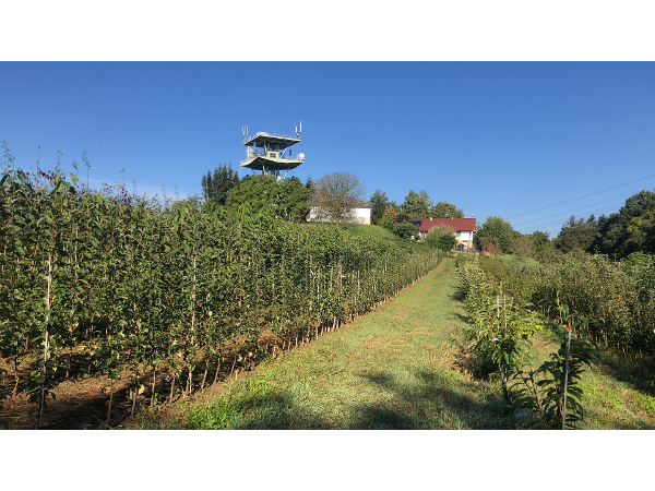Bild 1 von Obstbaumschule Hubmann