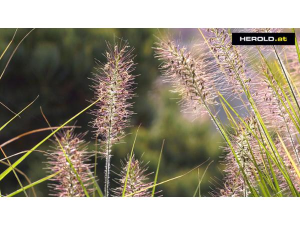 Bild 6 von Sulzenbacher GmbH - Der Gartengestalter