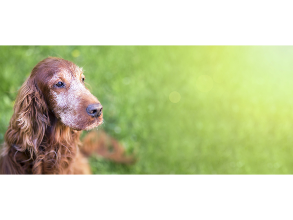 Bild 1 von Tierbestattung Endless Love